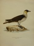 Wright, M. W. und F. von - Stercorarius Pomarinus Temm. Originele litho uit Svenska fåglar