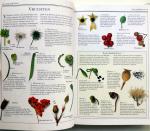 Sesam - Sesam Natuurhandboeken - Wilde planten