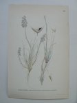 antique print (prent) - Borsttatel. Weingaertneria canescens (L.) Bernh. (Buntgras).