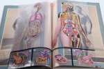 (Collectif) - Anatomie humaine. Aspects, proportions, rapports. 8 transparents en colours. Dessins de S. Dupret.
