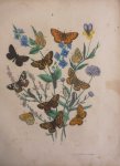 Berge - Originele litho nr. 8 uit Berge`s Schmetterlings-Buch