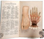 (Bilz, F. E. ?) - Anatomische atlas van het menschelijk lichaam. (Taken from: "De nieuwe natuurgeneeswijze").