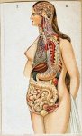(VROUW, De) - Het vrouwelijk lichaam. Voorgesteld door losse beweegbare platen met verklarenden tekst.