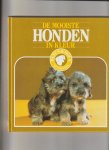  - MOOISTE HONDEN IN KLEUR