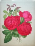 Paul Hariot - Livre d’or des roses Iconographie, histoire et culture de la rose