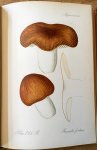 Migulas, professor dr. W. - Die eßbaren und giftigen Pilze Mit 80 farbigen Tafeln in Originalgröße Bestimmungsbuch der wichtigsten Pilzarten zum Gebrauch für Jedermann