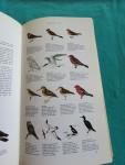 Voous, K.H. - (M) Het beste Vogelboek