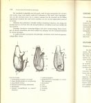 Cousteau Jacques-yves en Philippe Diole  Vertaling F. Lancel - Leven en dood in de wereld koraal  leven en dood in de wereld van het koraal ( met 122 foto,s in 4 kleuren )