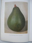 Laere, R. Van  et Dubois, L. - L'Avocatier. Son introduction et sa culture au Congo Belge et au Ruanda-Urundi.