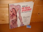 Gosling, J.A.; P.F. Harris; J.R. Humpherson; I. Whitmore; P.L.T. Willan. - Atlas of Human Anatomy with integrated Text.