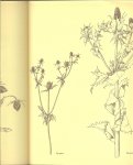 Leemans Toon ......  Fotografie Frans Grummer en Etienne van Sloun ruim 140 kleuren foto's en 100 Lijntekeningen - Droogbloemen plezier en kunst .....  Plantedelen verzamelen en bewaren en drogen , schoolvoorbeelden,het herbarium of voor het eerst combineren