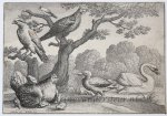 Wenzel Hollar (1606-1677) after Francis Barlow (c.1626-1704) - Antique print, etching | A brooding hen [set: Diversae avium species]/Broedende hen, 1662, 1 p.