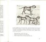 RHEENEN JAN VAN      fotos van Chr.A.  Veldhuis en W. Emmens - DE BOXER * potret van een honderas met 18 foto's van chr.a.veldhuis en w.emmens tweede druk