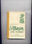 SCHWAIGHOFER, Dr. ANTON & Dr. KARL FRITZ SCHWAIGHOFER & Dr. HANS LANG (854 Abbildungen) - Pflanzen der Heimat - Tabellen zur Bestimmung einheimischer Samenpflanzen und Gefässsporenpflanzen