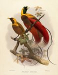 Daniel Giraud Elliot 274149 - A monograph of the Paradiseidae, or Birds of Paradise [Handbound facsimile edition]