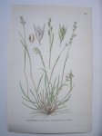 antique print (prent) - Axsvingel. Sieglingia decumbens (L.) Bernh. (Tandjesgras)