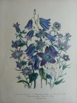 Loudon, Jane Webb - The Ladies' Flower Garden Originele litho Pl 30