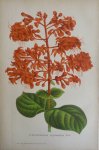Pannemaeker, P. de - Originele chromolitho  Clerodendron squamatum