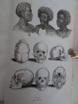 d'Orbigny, Charles Dessalines. - Dictionnaire Universel d'Histoire Naturelle, Atlas planche 1-240.