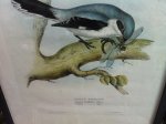 Gould J & E - Litho van een Klapekster (Great Grey Shrike) uit Birds of Europe