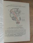 Bing Robert - Kompendium der topischen Gehirn- und Rückenmarksdiagnostik : Kurzgefasste Anleitung zur klinischen Lokalisation der Erkrankungen und Verletzungen der Nervenzentren