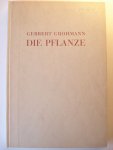 Grohmann, Gerbert - Die Pflanze. Erster Band. Ein Weg zum Verständnis ihres Wesens.