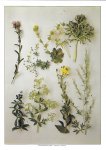 Phillips, Roger - Wild flowers of Britain