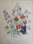 Loudon, Jane Webb - The Ladies' Flower Garden Originele litho Pl Schizanthus