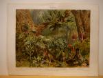 Meyers encyclopedie - Litho Tropen regenwoud planten (Arazeen )