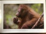 Gerd Schuster, Willie Smits, Jay Ullal - De denkers van de jungle. Het orangutan rapport