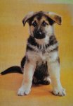 Sayer, Angela - Everyone`s book of puppies