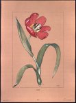 Chris Le Roy - (DECORATIEVE PRENT - LITHO ) TULP