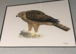 Glimmerveen, Ulco - kunstenaar - Havik - originele, gesigneerde aquarel van juveniel op de grond