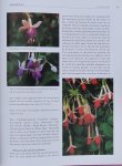 Graaff, J. de (tekst) ; Vermeulen, Nico (foto`s) - Fuchsia's : alles over de soorten, standplaats, toepassingen, bloei en verzorging van deze kleurrijke, majesteitelijke plant