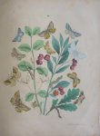 Berge - Originele litho nr. 49 uit Berge`s Schmetterlings-Buch