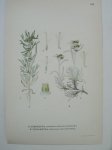antique print (prent) - Sumpnoppa, Gnaphalium uliginosum l. Fjallnoppa, Gnaphalium supinum l.