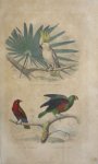 Buffon, G.-L. - Le kakatoës à huppe jaune  Originele litho
