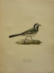 Wright, M. W. und F. von - Motacilla Alba Lin. Originele litho uit Svenska fåglar