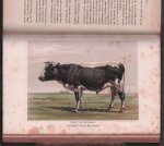 Gerardus Johannes Hengeveld - Het rundvee, zijne verschillende soorten, rassen en veredeling