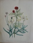 Loudon, Jane Webb - The Ladies' Flower Garden Originele litho Pl 1