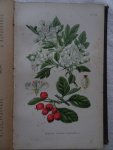Bos, H. - Leerboek der plantkunde.