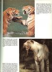 Mitchell, Bruce .. Nederlandse vertaling : Mevr. F.M. Ingen Housz - Beems - Grote Katten