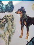 Gino Pugnetti - "Praktisch Handboek Honden"