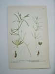 antique print (prent) - (Fonteinkruid) A. Storsarv, Zannichellia major boenn. B. Smasar, z. repens boenn. C. Skaftsarv, z. pedunculata rchb.