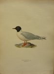 Wright, M. W. und F. von - Larus Minutus Pall. Originele litho uit Svenska fåglar