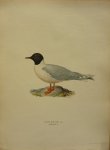 Wright, M. W. und F. von - Larus Minutus Pall. Originele litho uit Svenska fåglar