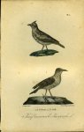 BUFFON et DAUBENTON - Kuifleeuwerik / Kaapsche leeuwerik. Uit: Oeuvres complètes de Buffon suivies de ses continuateurs Daubenton, Lacépéde, Cuvier, Duméril, Poiret, lesson et Geoffroy-St-Hillaire