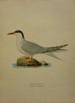 Wright, M. W. und F. von - Sterna Hirundo Originele litho uit Svenska fåglar