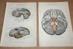  - 2 oude kleurenchromo's - Anatomie menselijke hersenen - circa 1905