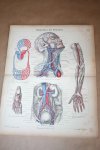  - Antieke prent anatomie v/d mens - Boedvaten / bloedsomloop van de mens - Circa 1875